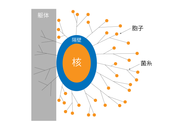 カビ除去サービス